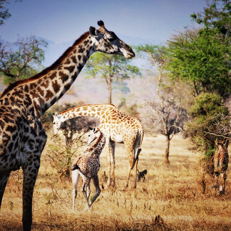 Mikumi National Park Safari