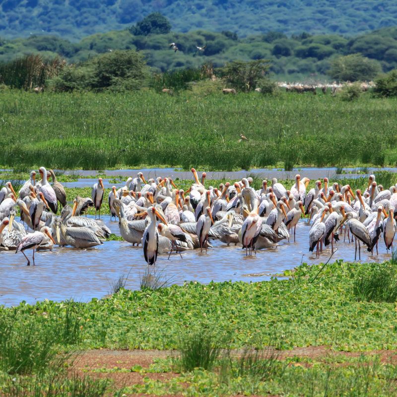 Lake Manyara National Park Day Trip