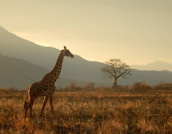 Serengeti Safari Guide. When to Go, What to See, and How to Plan It Right