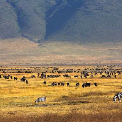 Ngorongoro Crater