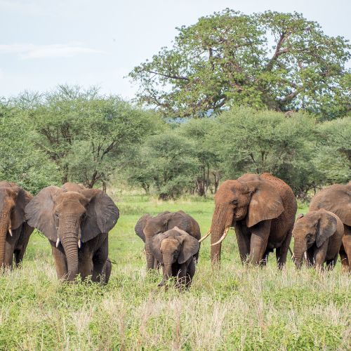Tarangire National Park