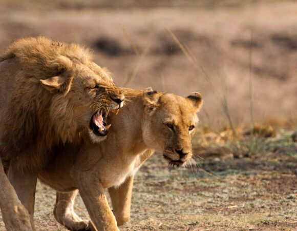 Best Time to Visit Tanzania