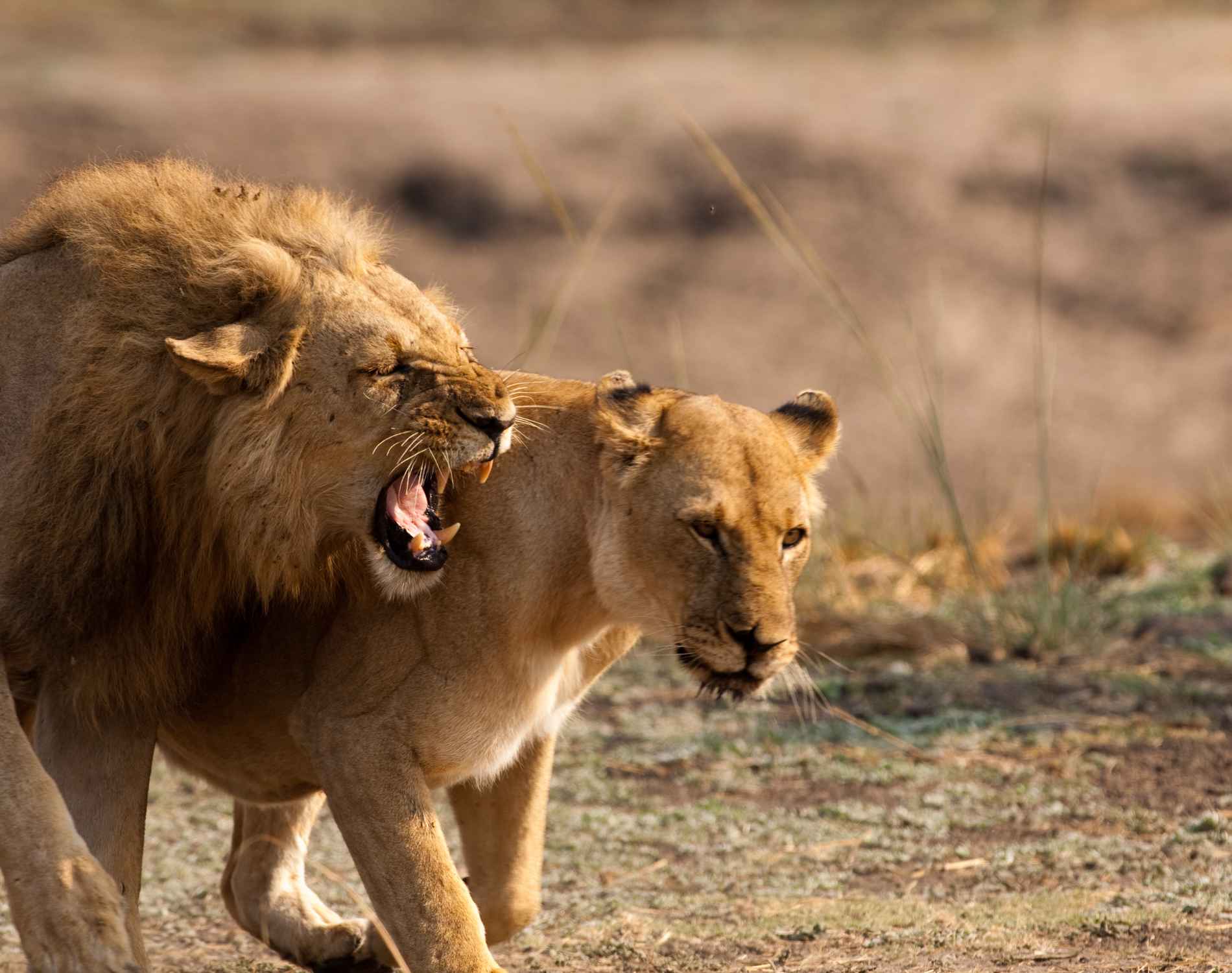 Tanzania Safari & Zanzibar Holiday (15 Days)