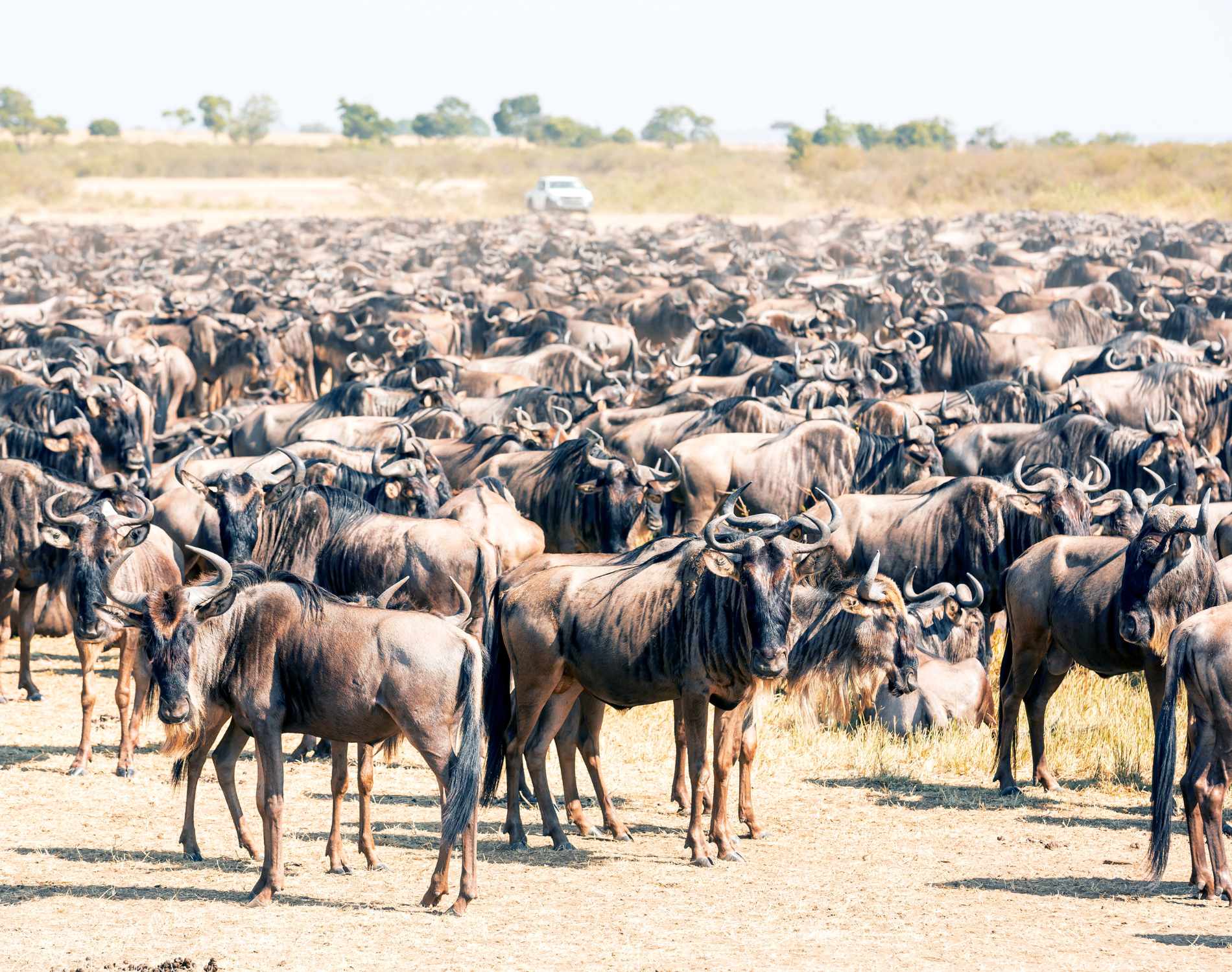 Great Migration & Mara River Crossing Safari (9 Days)