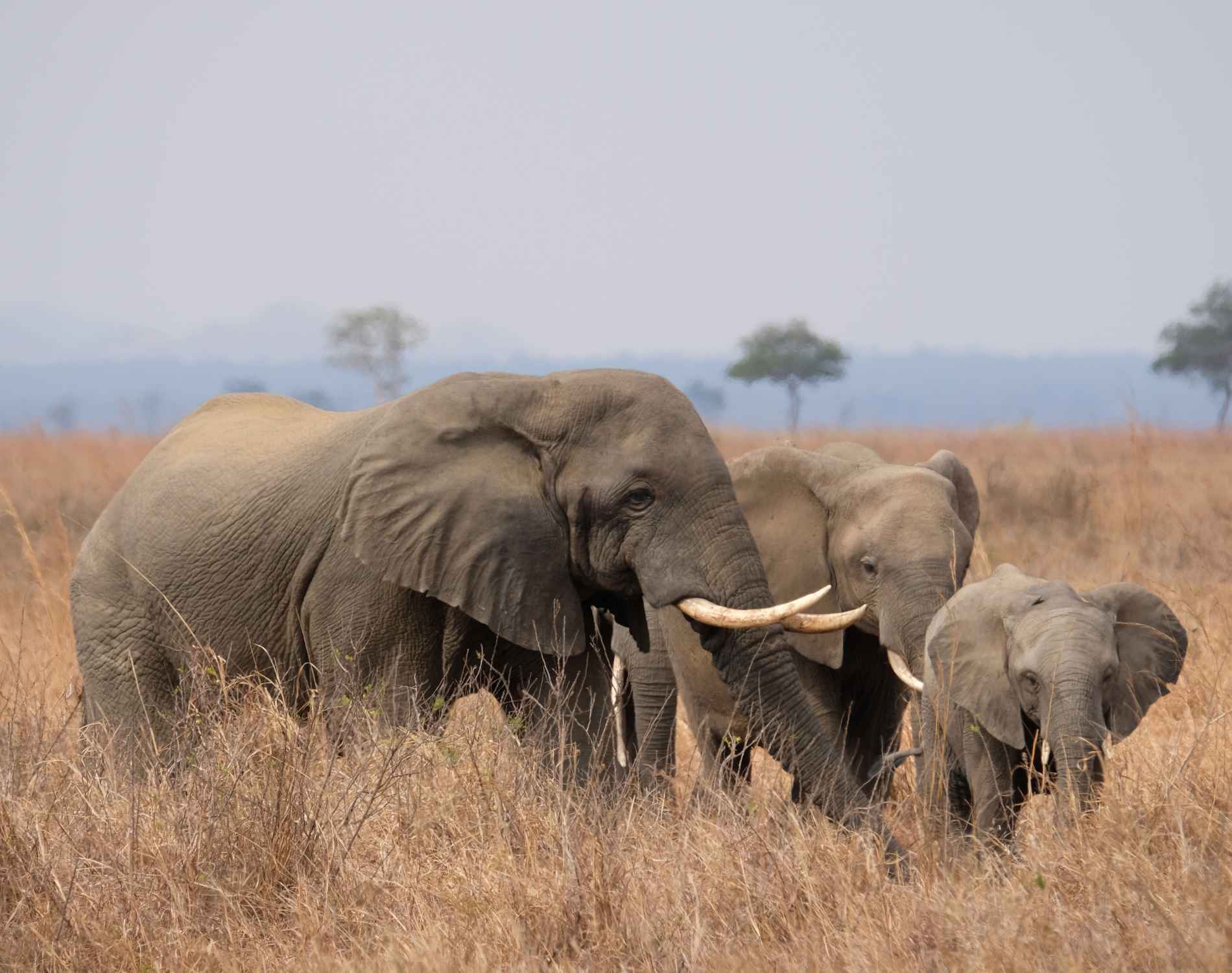 Tanzania Safari Adventure (7 Days)