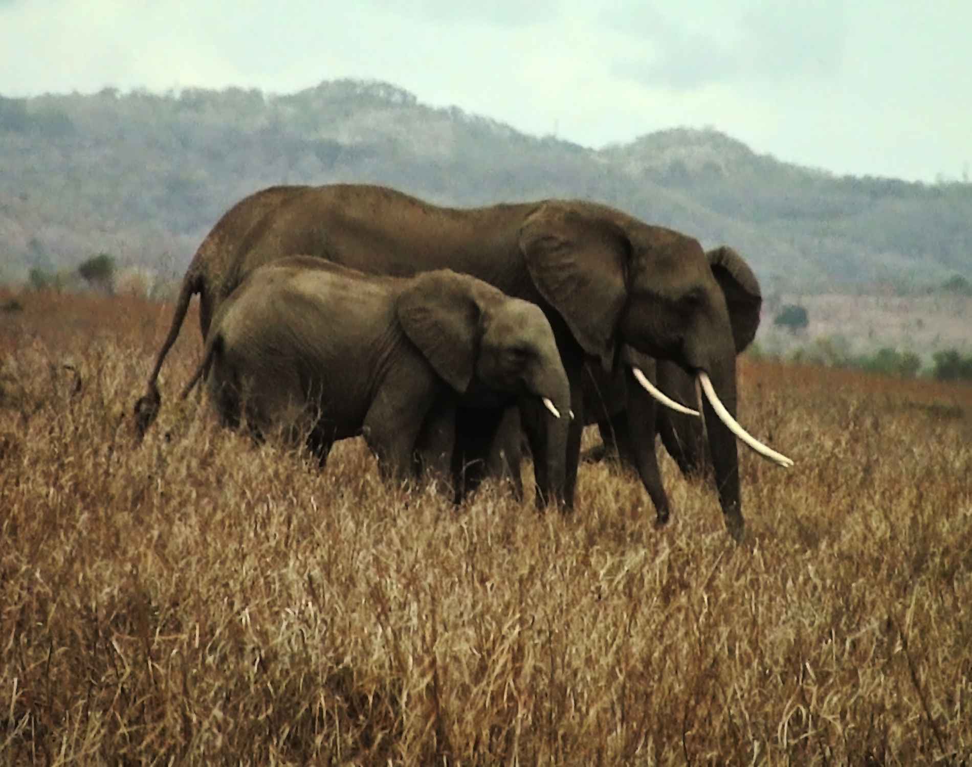 Tanzania Safari & Zanzibar Holiday (11 Days)