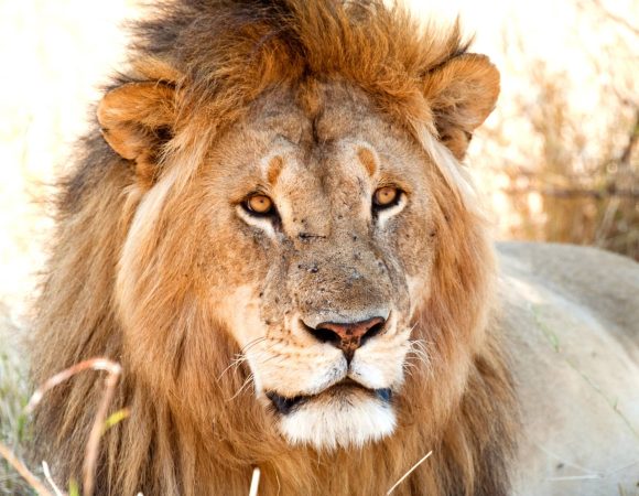 10 Days Spectacular Safari