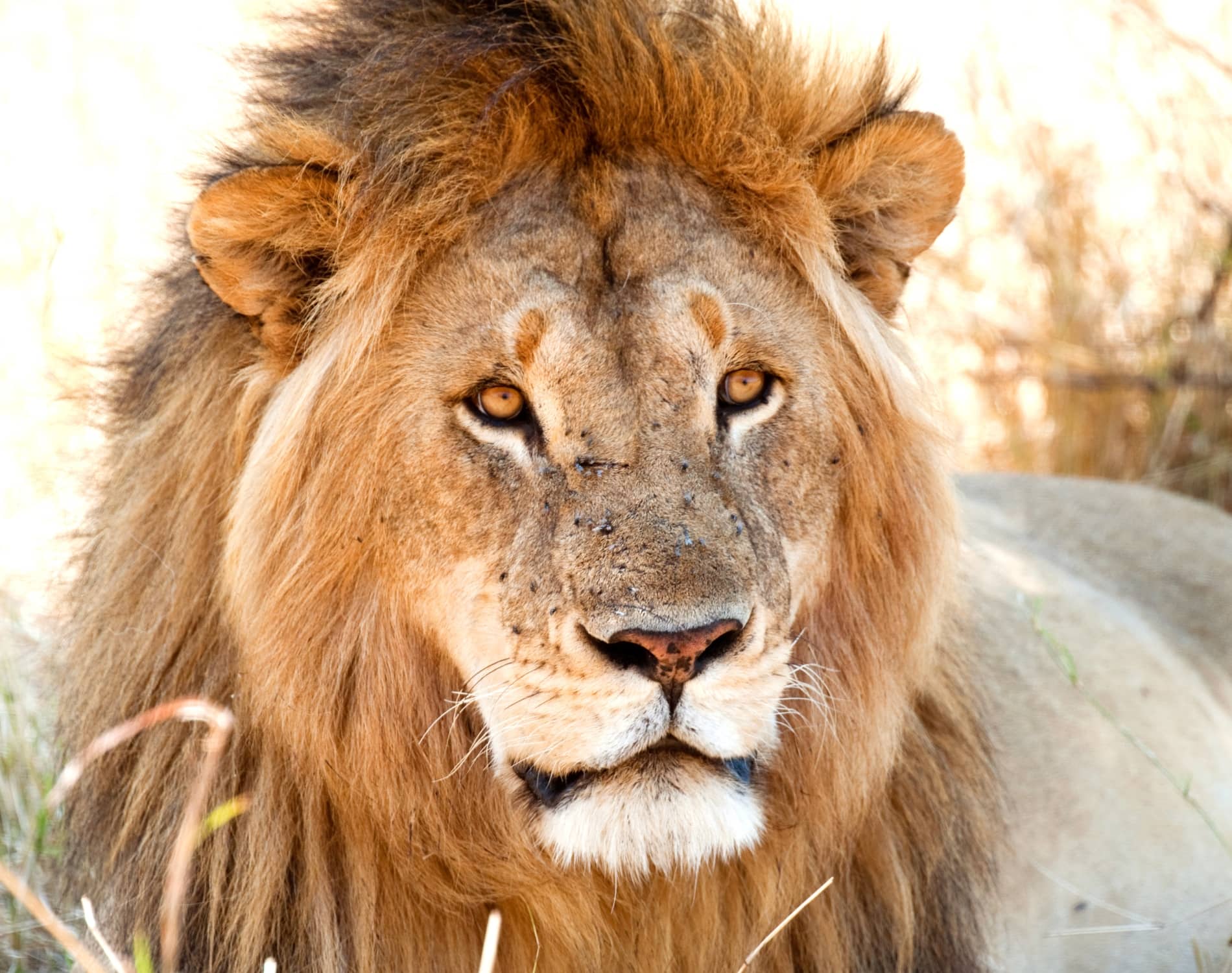 10 Days Spectacular Safari