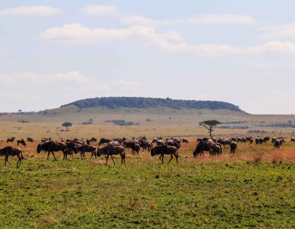 4 Days Serengeti Migration Safari: The Greatest Migration on Earth