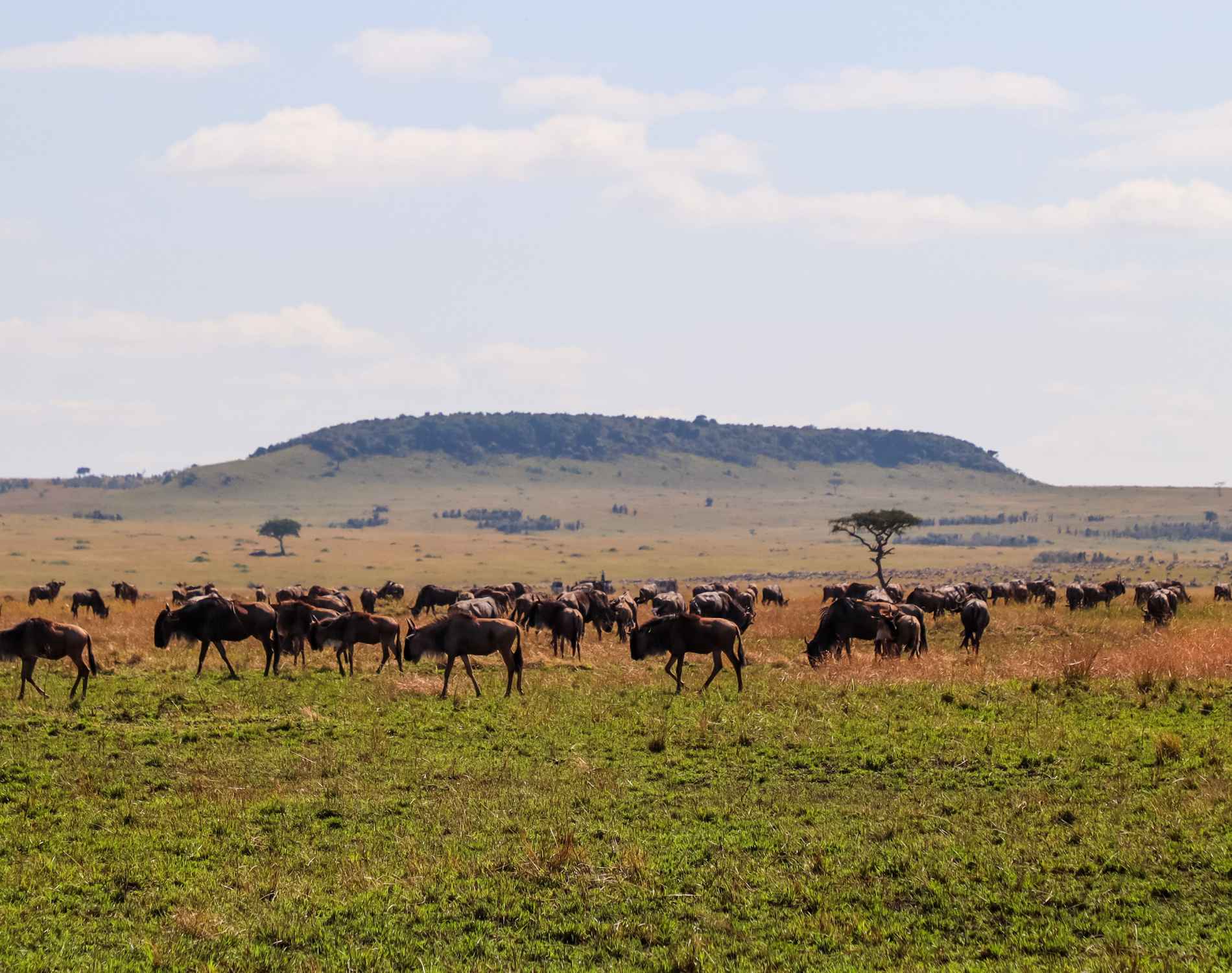 4 Days Serengeti Migration Safari: The Greatest Migration on Earth