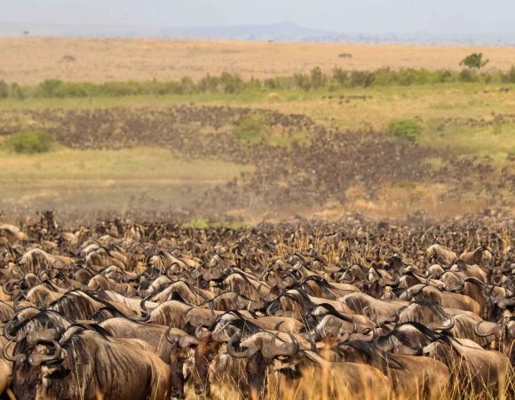 5 Days Great Serengeti Migration Safari